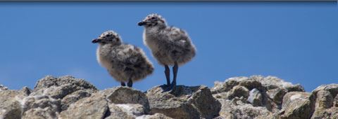 Sea Birds on Rocks