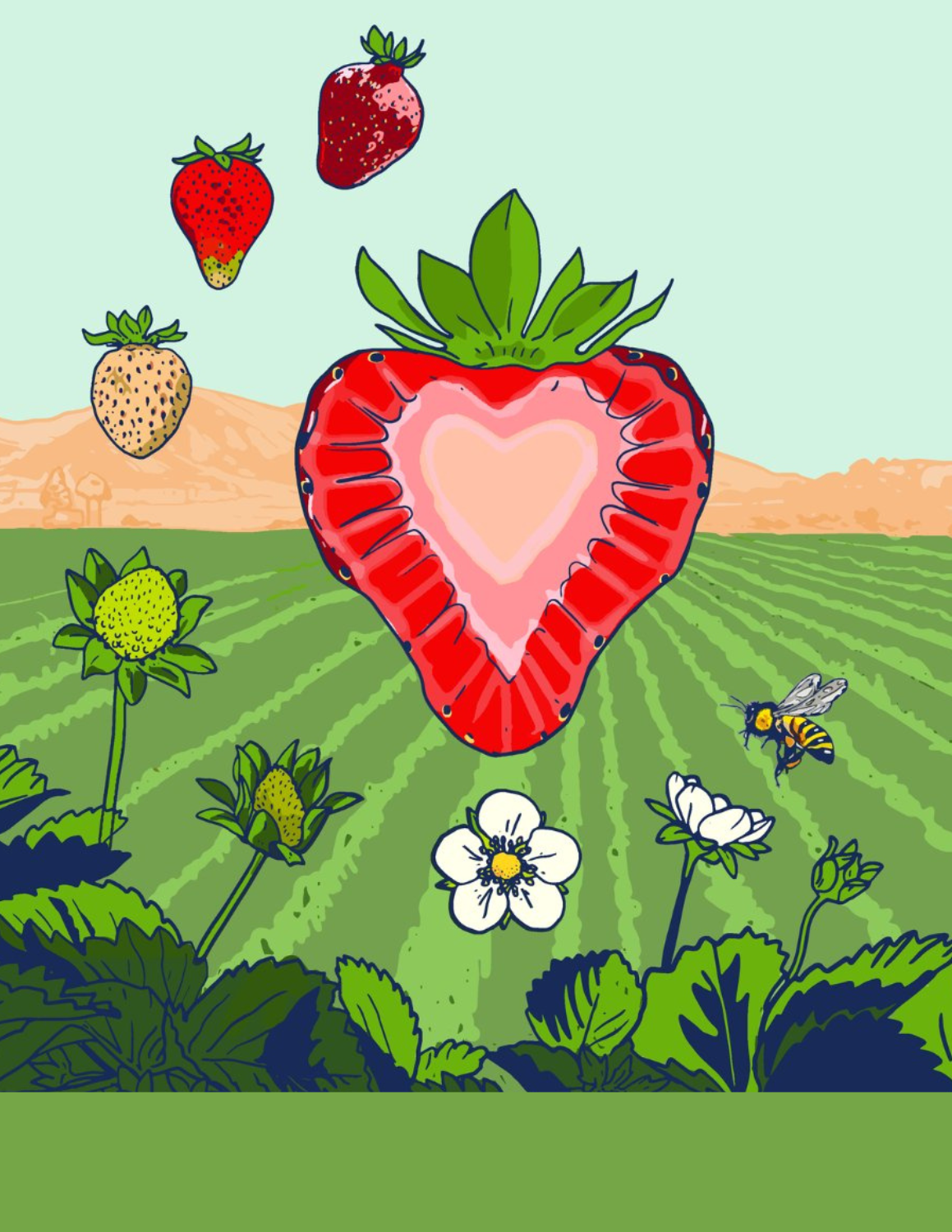 A drawing of several strawberries in an agricultural field 