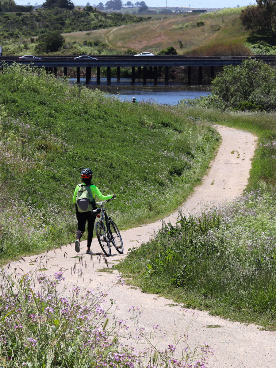 image of a biker on a trail with wetlands in the backround
