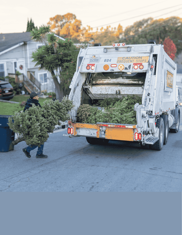 City employee tossing a Christmas tree for disposal 