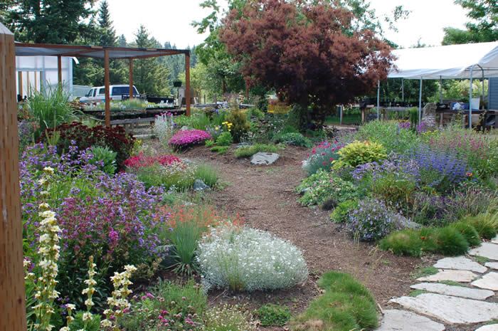 Dryland Garden Spring with plants and flowers