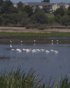 White pelicans on a lake