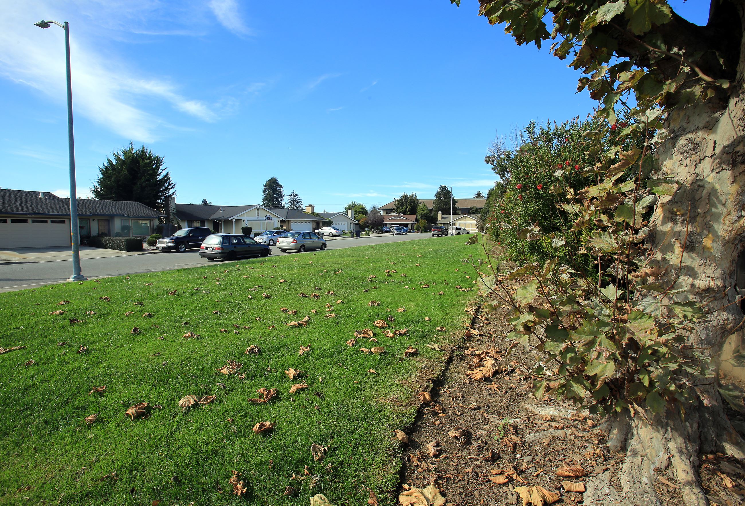 Victorian park grass lining street