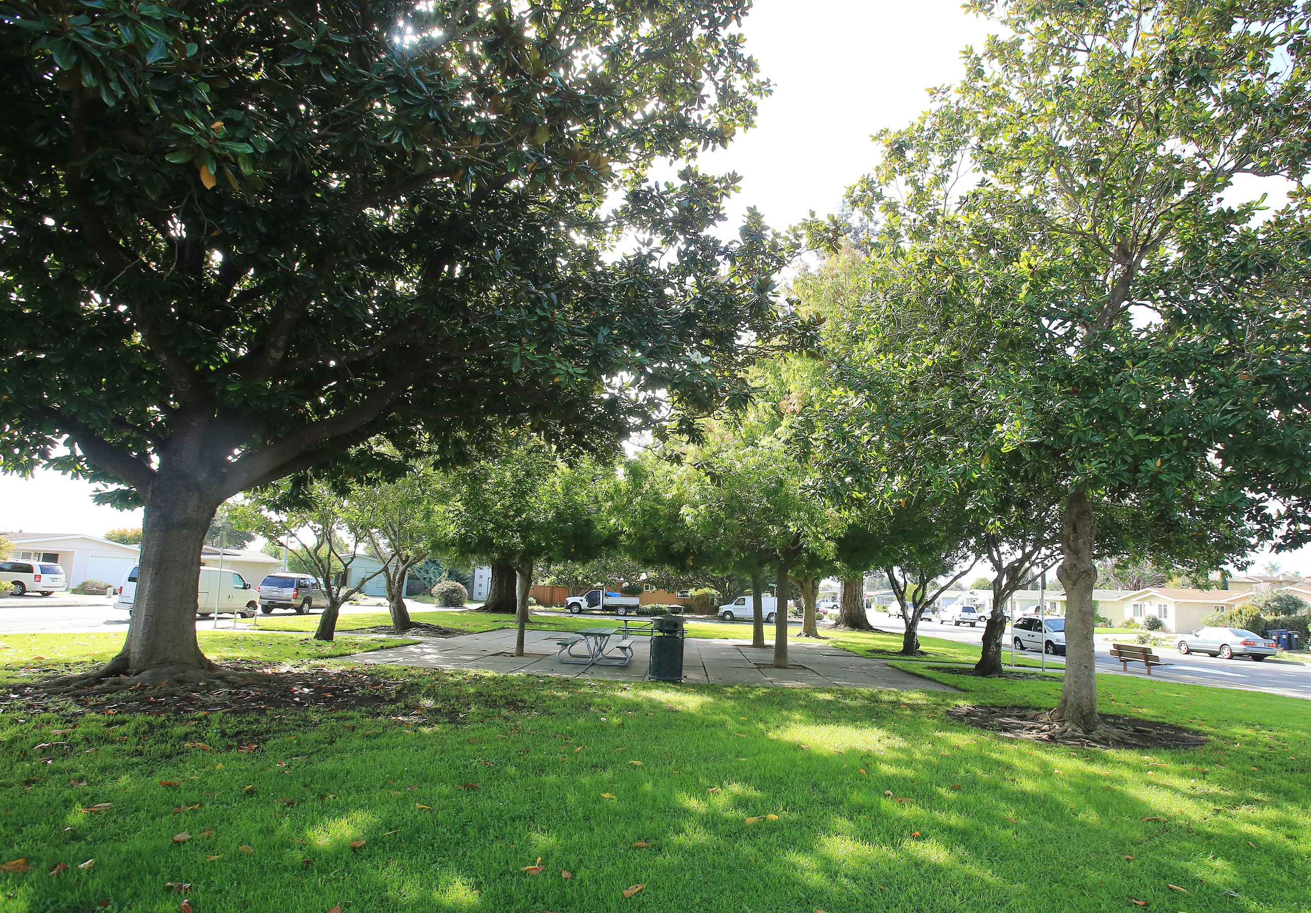 Bronte park trees with concrete patio area