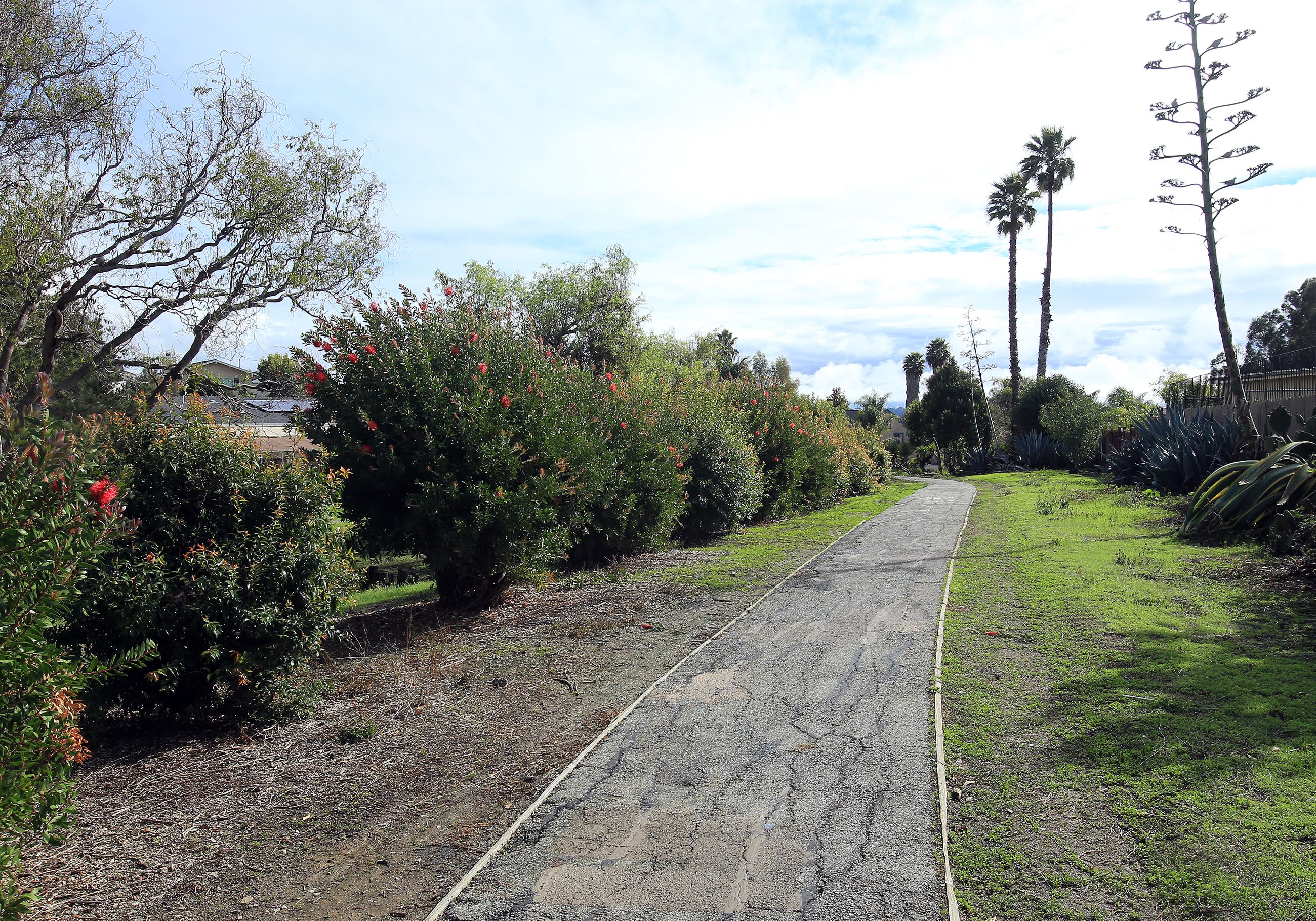 Hazelwood park path between bushes and trees