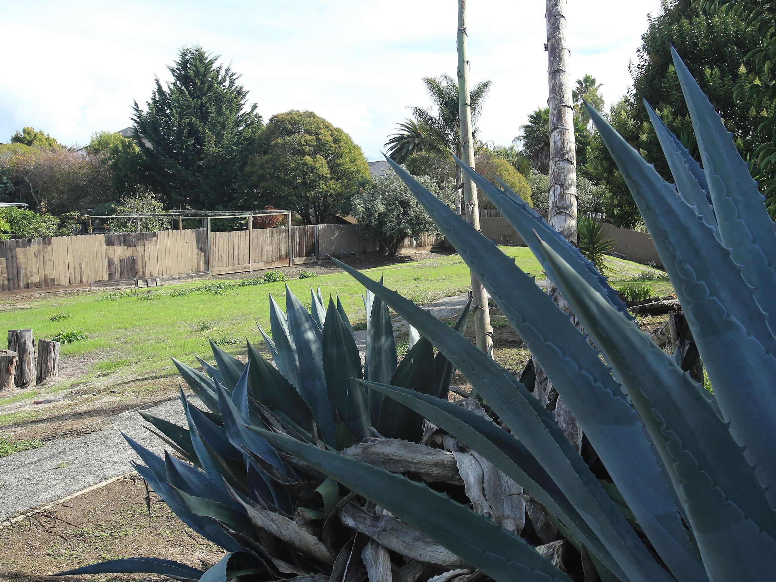 Closeup of plant at Hazelwood park