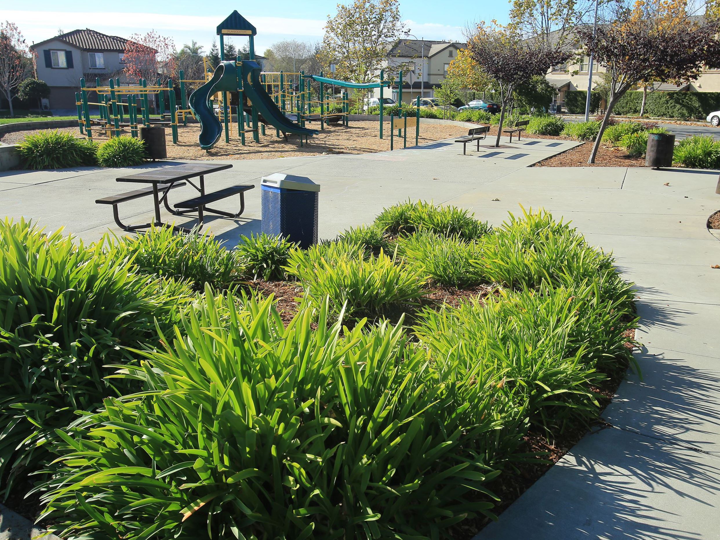 Plants at Las Brisas park