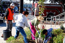 Tree Planting